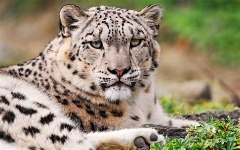 leopardo de las nieves